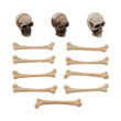Skulls and Bones TH-TH94339