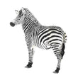 Zebra JJBE003B