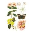 Curio Pops BG-CUR-3057