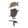 Turtle JJNA029B
