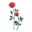 Red Roses JJAC009B
