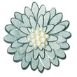 Chrysanthemum JJJA167C