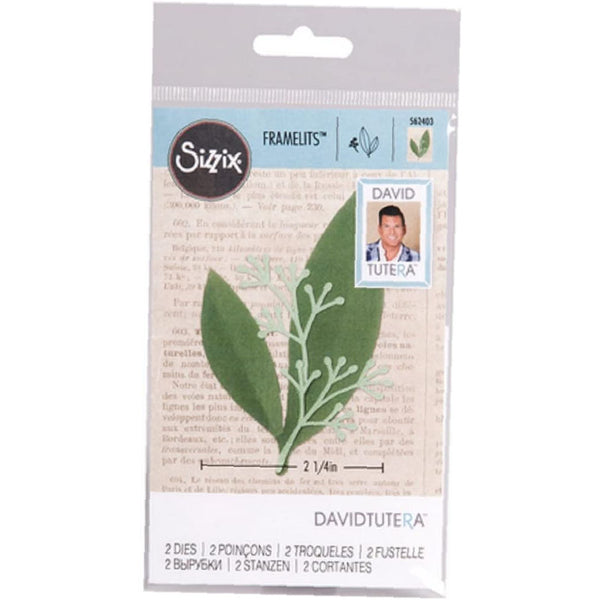 Eucalyptus SZX-562403