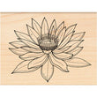 Water Lily PB-4307H